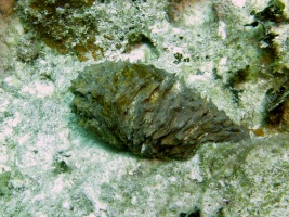 91 Tiger Tail Sea Cucumber IMG 3617